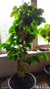 кофе арабика растение комнатное фото